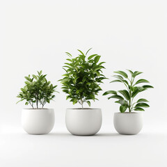 Set with different beautiful bonsai trees on white background
