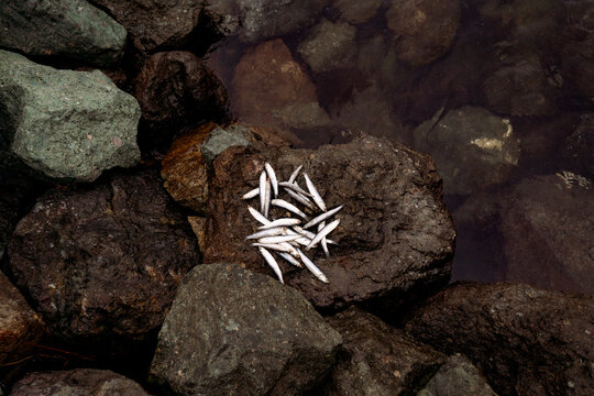 Anchovies on Rocks