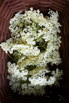 A Basket of Elderflowers