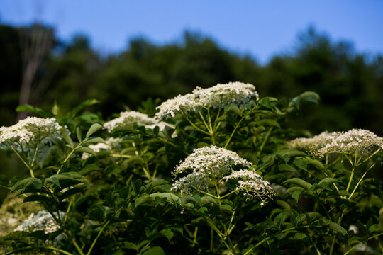 Elderflowers