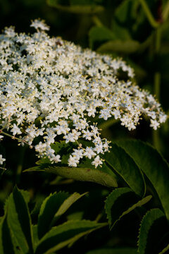 Elderflowers