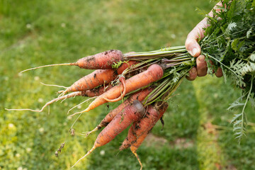 Fresh bundle of carrots