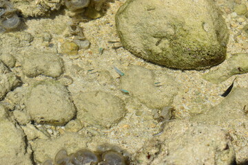 潮溜まり (Okinawa)