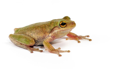 Squirrel tree frog // Eichhörnchenfrosch (Dryophytes squirellus)