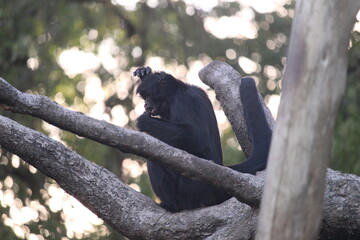 white-cheeked spider monkey (Ateles marginatus) resting on a tree structure, BioParque do Rio, Rio de Janeiro