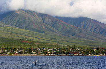 Humpback whale breaching in front of the green hills of West Maui near Lahaina, Hawaii