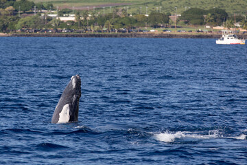 A Baby Humpback Whale spyhopping off the coast of the whaling village of Lahaina Maui Hawaii