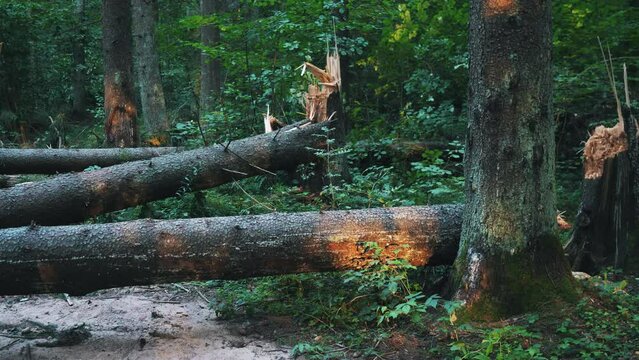 Fallen trees after a hurricane on a forest road 4k