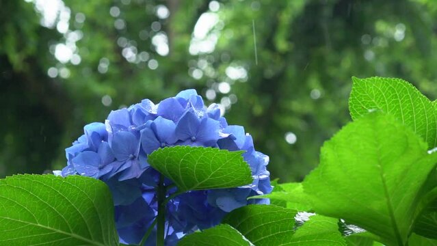 Hydrangeas in the rain. Rainy season in Japan. 
