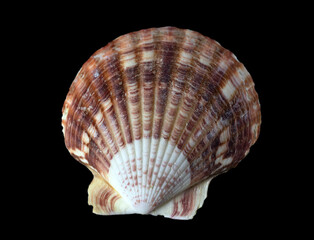 Clam shell isolated on black background, macro, close-up.