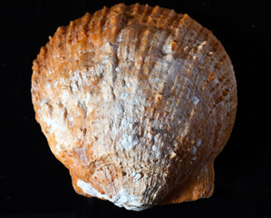 Clam shell isolated on black background, macro, close-up.