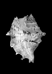 Seashell isolated on black background, macro, close-up.