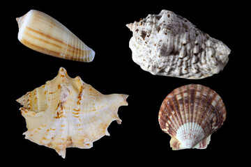 Seashell isolated on black background, macro, close-up.