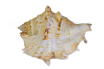 Seashell isolated on white background, macro, close-up.