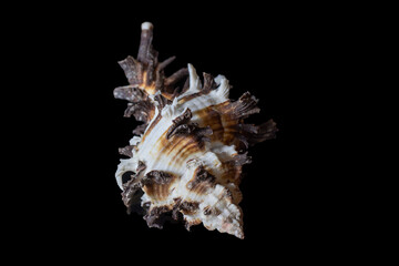 Seashell isolated on black background, macro, close-up.