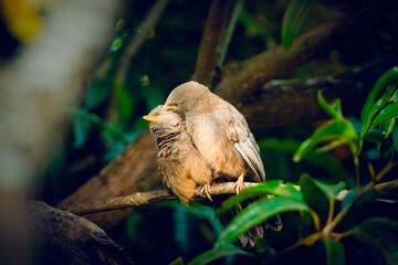 The Yellow-billed Babbler (Turdoides affinis) is a species of bird belonging to the family Leiothrichidae. It is also known by other names such as the White-headed Babbler or White-headed Tit-Babbler.