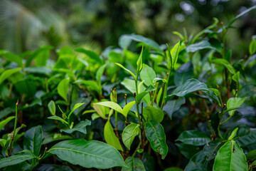 Sri Lanka tea garden - Sri Lanka morning
Beauty and rays of love