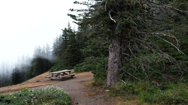 Drone flight over port angels, washington. Beautiful spot between pine trees and mountains.