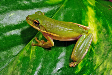 American green tree frog // Amerikanischer Laubfrosch, Karolina-Laubfrosch (Dryophytes cinereus / Hyla cinerea)