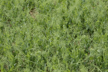 Ackererbsen, Pisum sativum,  Jungstadium,  Mehrblattstadium,  Rankenbildung,  vor der  Blüte,  Reihen, Einzelpflanzen, Feldausschnitt,  Feld