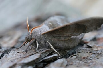 Closeup ona large Poplar Hawk-moth , Laothoe populi sitting on wood , looking into the camera