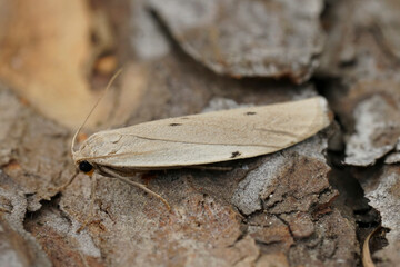 Closeup on the grey to lightbrown dotted footman moth, Pelosia muscerda sitting on wood