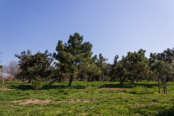 Fototapeta premium The Magic of the Forest, Peaceful Forest Landscape Illuminated by Soft Sunlight Among Green Leaves