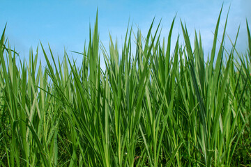 Napier grass, large, slender green leaves blue sky background