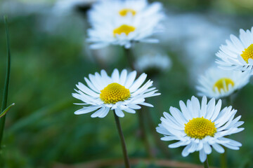 daisy flowers, nature background in spring, a magnificent forest and garden, nature wallpaper