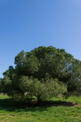 trees in the forest, nature background, amazing forest and garden landscape