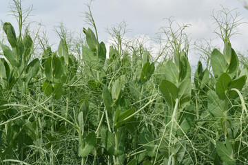 Ackererbsen, Pisum sativum,  Jungstadium,  Blattentwicklung,  Laubblätter und  Ranken  entfaltete,  Längenwachstum,  Feld,  Feldausschnitt , Feldlandschaft
