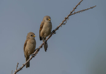 eurasian penduline tit in the reeds	