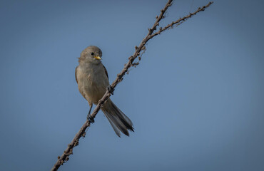 eurasian penduline tit in the reeds