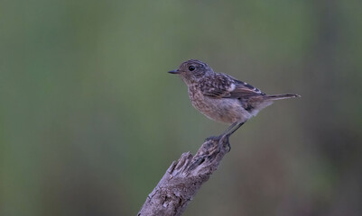 Female stonechat on her trunk	