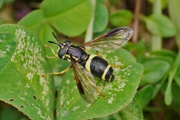 Closeup on a colorful Two-banded Spearhorn hoverfly, Chrysotoxum bicinctum sitting on a green leaf