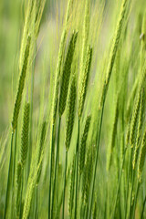 Einkorn, Triticum monococcum,  Getreide