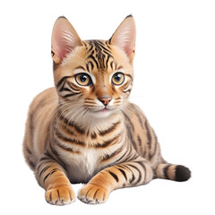Fototapeta premium Bengal cat cutout,front view,sitting. Generative ai art. 