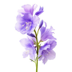 larkspur flowers isolated on white