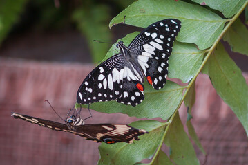 Butterfly sitting on green plant leaf.