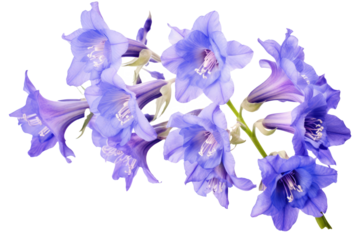 larkspur flowers isolated on white