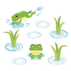 稲の苗とカエル