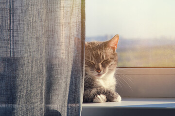 Adult pet sleeps on the windowsill in the light of the warm sun. Senior cat is lying on the window...