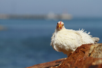white hen on blue sea background