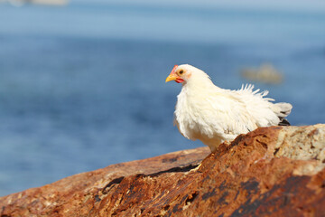 white hen on blue sea background on the rock