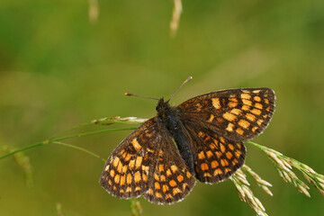 Closeup on a Heath Fritillary butterfly , Melitaea athalia, with open wings on a grass straw