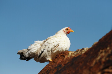 white hen on blue sea background on the rock