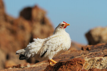 white hen on blue sea background on the rock