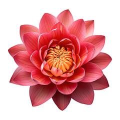 Beautiful lotus flower on transparent background png Generative AI