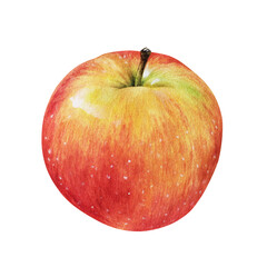 Apple isolated on white background. Watercolor botanical illustration of yellow Fruit. Hand drawn clip art for juice and cider packaging. Sweet healthy food drawing for stickers and printing