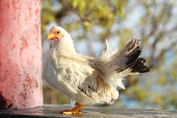 white chicken on the wood under the tree
